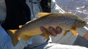 Montana trout