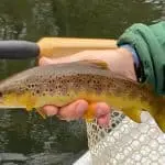 Susan's pretty native!