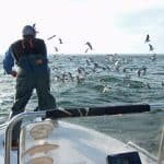 False Albacore at Cape Lookout