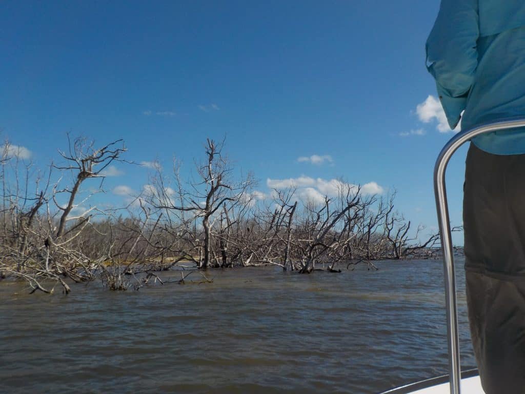 Bonefishing - Abaco Structure