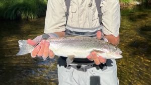 Larson Trout - Orvis Water