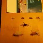 Big Horn Flies