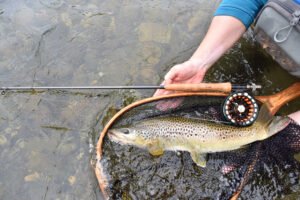 Closeup of brown trout fish, net, fishing rod, set by river