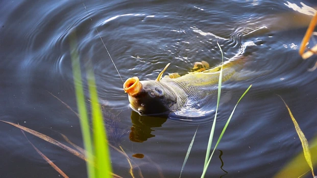 carp in pond